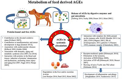 Immunomodulation by Processed Animal Feed: The Role of Maillard Reaction Products and Advanced Glycation End-Products (AGEs)